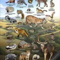 Mammals of Mount Diablo State Park poster print