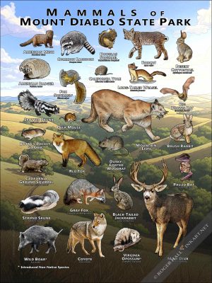 Mammals of Mount Diablo State Park poster print