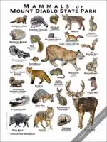 Mammals of Mount Diablo State Park Poster - Image 2