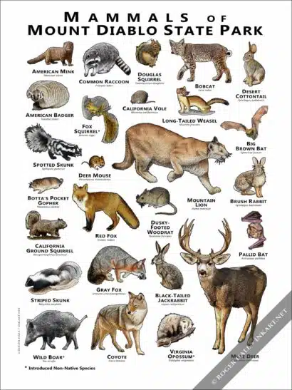Mammals of Mount Diablo State Park Poster - Image 2
