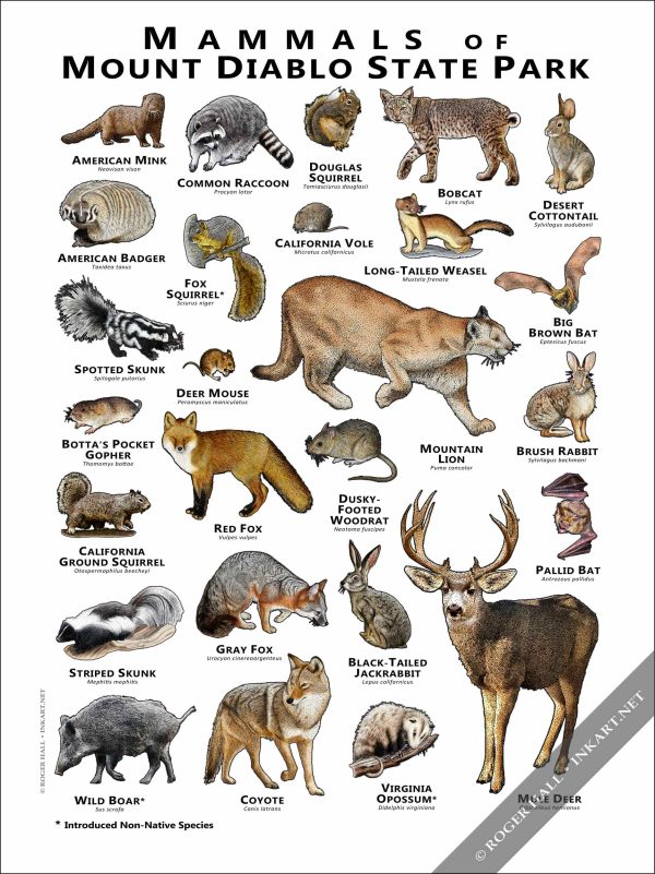 Mammals of Mount Diablo State Park Poster Print - Image 2