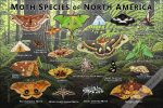 Moths of North America poster print