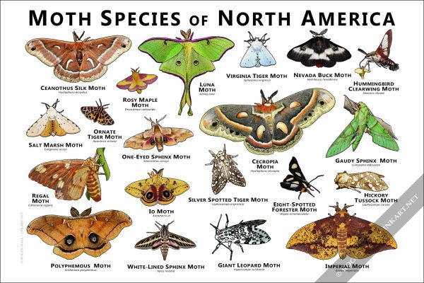 Moth Species of North America Poster Print - Image 2