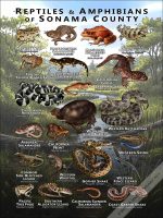 Reptiles & amphibians of Sonoma County poster