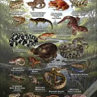 Reptiles & amphibians of Sonoma County poster