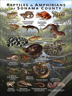 Reptiles & amphibians of Sonoma County poster