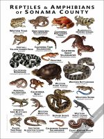 Reptiles & Amphibians of Sonoma County Poster Print - Image 2
