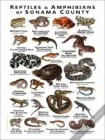 Reptiles & Amphibians of Sonoma County Poster Print - Image 2