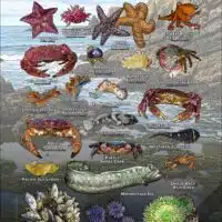 Tide Pool Animals of San Mateo County poster print