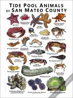 Tidepool Animals of San Mateo County Poster Print - Image 2