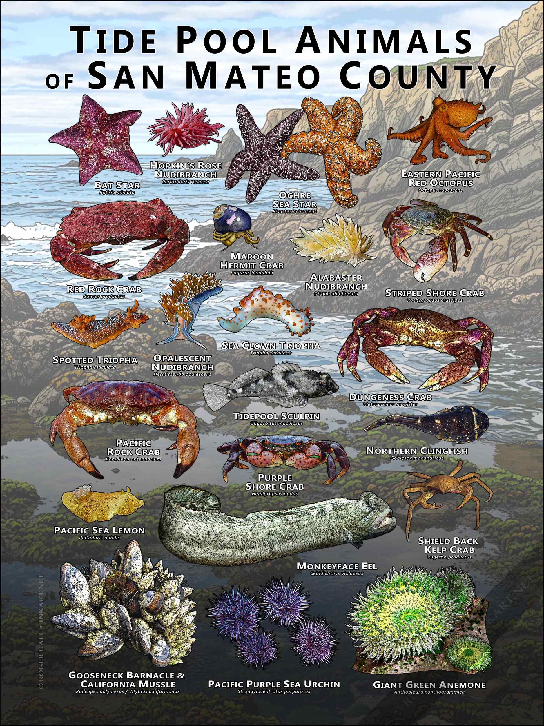 Tide Pool Animals of San Mateo County Tide Pool Animals of San Mateo County poster print