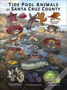 Tide Pool Animals of Santa Cruz County poster print