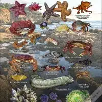 Tide Pool Animals of Santa Cruz County poster print