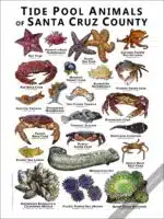 Tidepool Animals of Santa Cruz County Poster Print - Image 2