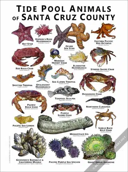 Tidepool Animals of Santa Cruz County Poster Print - Image 2