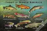 Trout of North America poster print