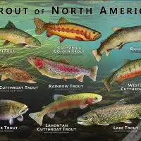 Trout of North America poster print