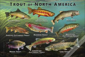 Trout of North America poster print