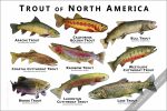Trout of North America Poster Print - Image 2