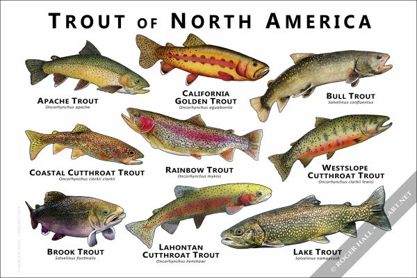 Trout of North America Poster Print - Image 2