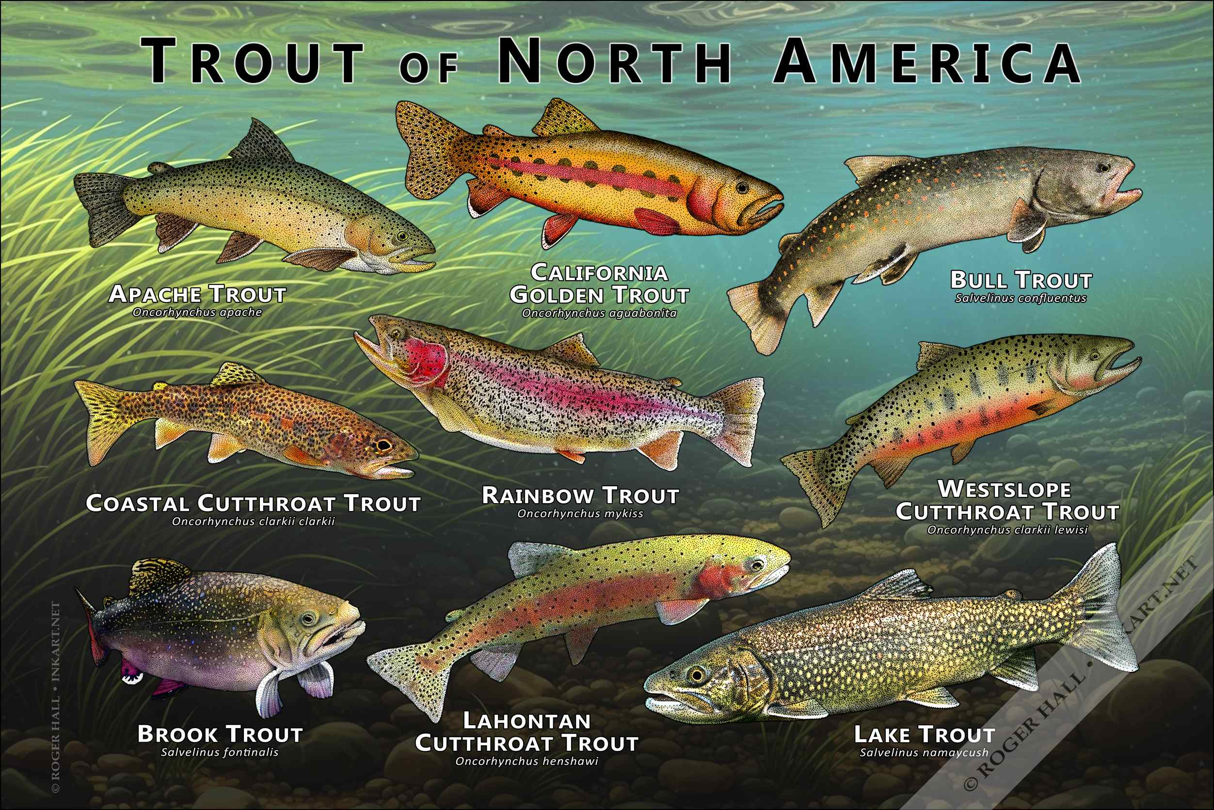 Trout of North America Trout of North America poster print