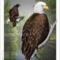 Poster design featuring a pair of American Bald Eagles