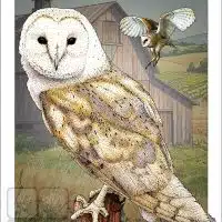 Poster design featuring a pair of Barn Owls