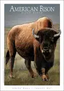 Poster design featuring an American Bison