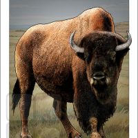 Poster design featuring an American Bison
