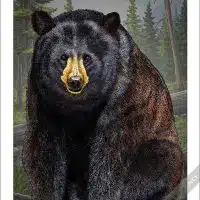 American Black Bear. Black bear poster