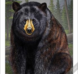 American Black Bear. Black bear poster