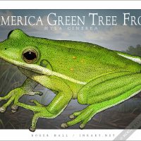 Poster design featuring of an American Green Tree Frog