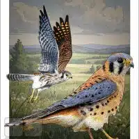 Poster design featuring a pair of American Kestrels