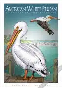 American White Pelican poster print
