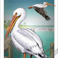 American White Pelican poster print