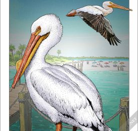 American White Pelican poster print