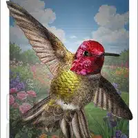 Poster design featuring of an Anna's Hummingbird