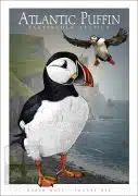 Poster design featuring a pair of Atlantic Puffins