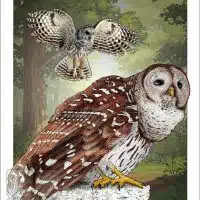 Poster design featuring a pair of Barred Owl
