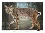 Poster design featuring a bobcat