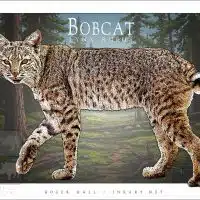 Poster design featuring a bobcat