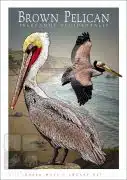 Poster design featuring a pair of Brown Pelican