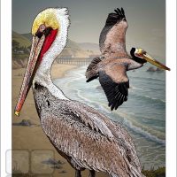 Poster design featuring a pair of Brown Pelican