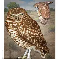 Poster design featuring a pair of Burrowing Owls