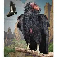 Poster design featuring a pair of California Condor