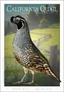 Poster design featuring of a California Quail