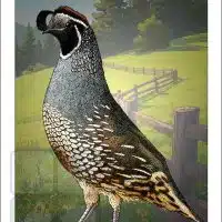 Poster design featuring of a California Quail