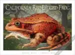 California-Red-Legged-Frog