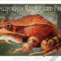 California-Red-Legged-Frog