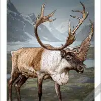 Caribou Poster Print